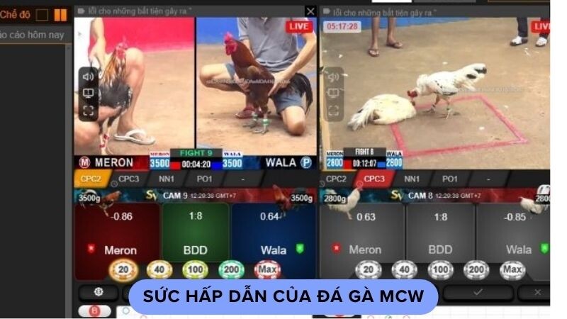 Sức hấp dẫn của đá gà mcw