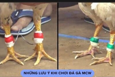 MCW – Địa Điểm Không Thể Bỏ Qua Dành Cho Đá Gà Trực Tiếp