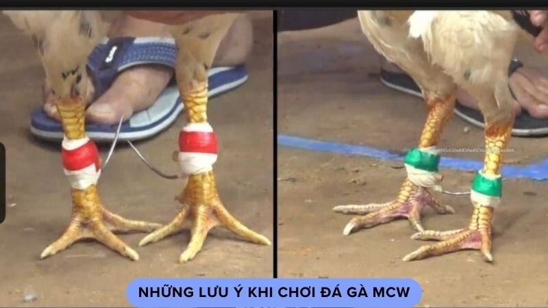 Những lưu ý khi chơi đá gà mcw