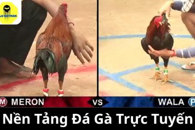 Giới Thiệu Nền Tảng Đá Gà Trực Tuyến Hàng Đầu Việt Nam